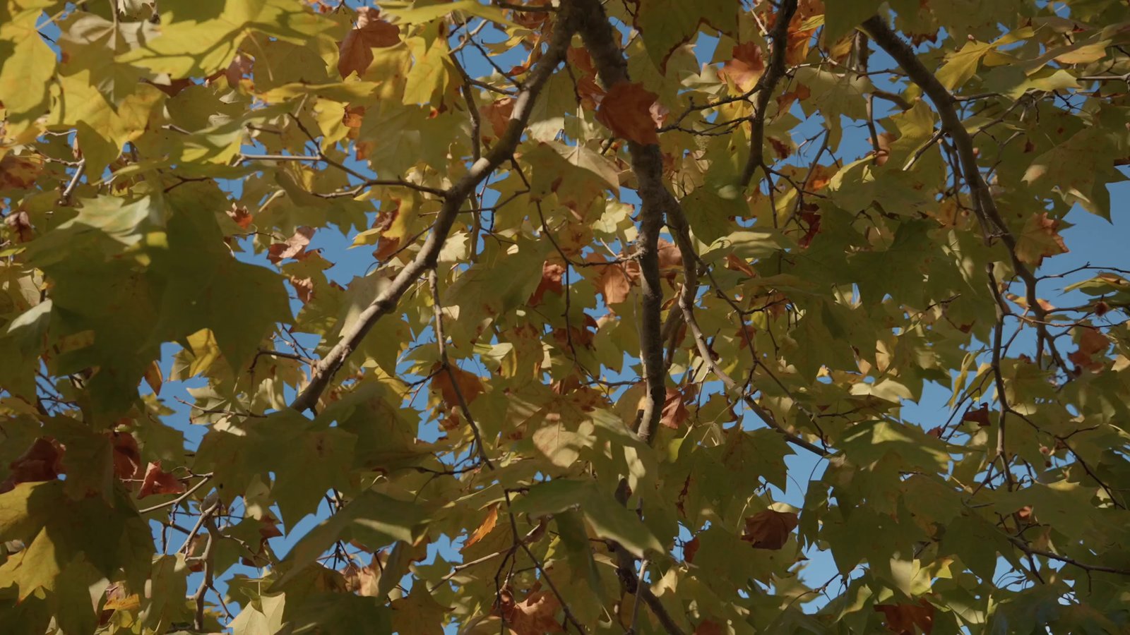 The trees along the south wall, turning